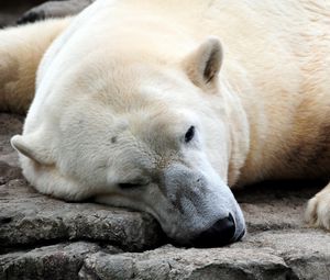 Preview wallpaper polar bear, resting, thick