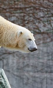 Preview wallpaper polar bear, rocks, lie