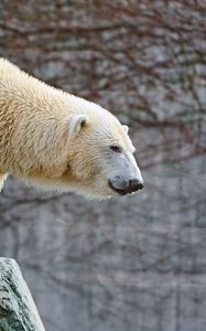 Preview wallpaper polar bear, rocks, lie