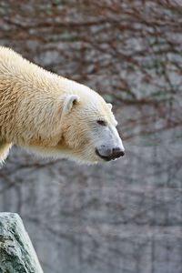 Preview wallpaper polar bear, rocks, lie