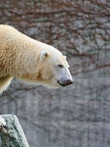 Preview wallpaper polar bear, rocks, lie