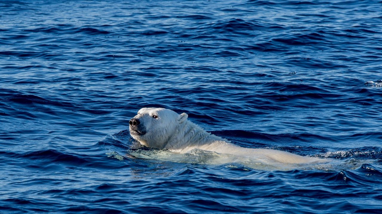 Wallpaper polar bear, sea, swim, bear