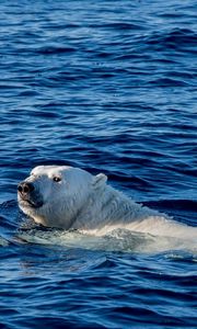 Preview wallpaper polar bear, sea, swim, bear