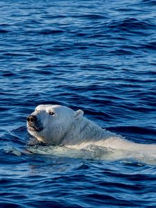 Preview wallpaper polar bear, sea, swim, bear
