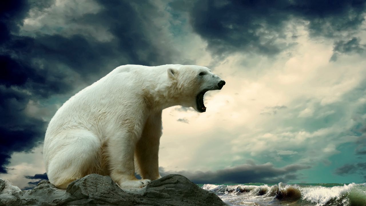 Wallpaper polar bear, sitting, thick