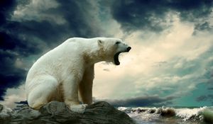 Preview wallpaper polar bear, sitting, thick