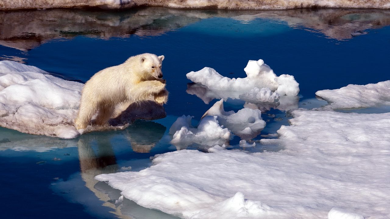 Wallpaper polar bear, snow, antarctica, water