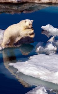 Preview wallpaper polar bear, snow, antarctica, water