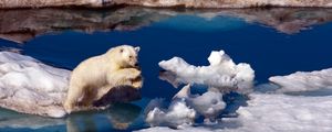 Preview wallpaper polar bear, snow, antarctica, water