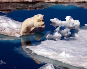 Preview wallpaper polar bear, snow, antarctica, water