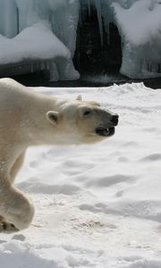 Preview wallpaper polar bear, snow, footprints