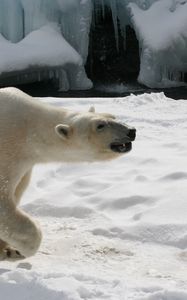 Preview wallpaper polar bear, snow, footprints