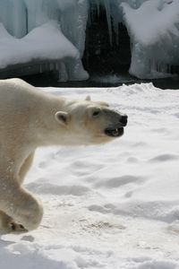 Preview wallpaper polar bear, snow, footprints