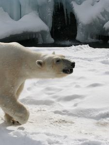 Preview wallpaper polar bear, snow, footprints