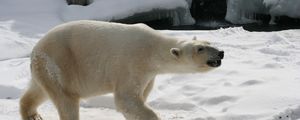 Preview wallpaper polar bear, snow, footprints