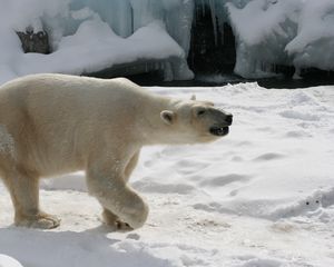 Preview wallpaper polar bear, snow, footprints