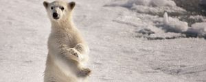 Preview wallpaper polar bear, snow, ice, on two paws