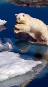 Preview wallpaper polar bear, snow, jump, water, ice