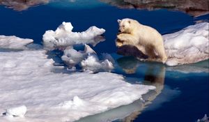Preview wallpaper polar bear, snow, jump, water, ice
