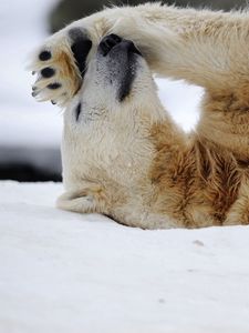 Preview wallpaper polar bear, snow, lying, rest