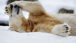 Preview wallpaper polar bear, snow, lying, rest