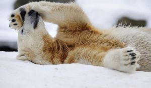 Preview wallpaper polar bear, snow, lying, rest