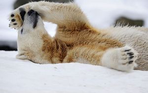 Preview wallpaper polar bear, snow, lying, rest