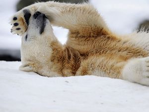 Preview wallpaper polar bear, snow, lying, rest