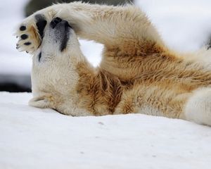 Preview wallpaper polar bear, snow, lying, rest