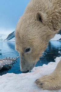 Preview wallpaper polar bear, snow, rocks