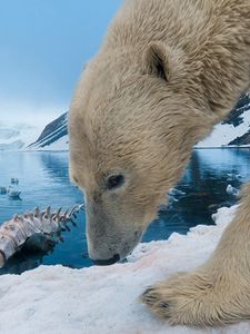 Preview wallpaper polar bear, snow, rocks