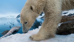 Preview wallpaper polar bear, snow, rocks