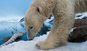 Preview wallpaper polar bear, snow, rocks