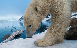 Preview wallpaper polar bear, snow, rocks