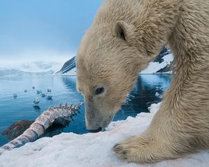 Preview wallpaper polar bear, snow, rocks