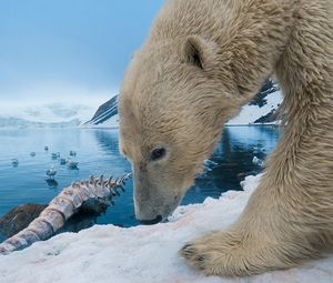 Preview wallpaper polar bear, snow, rocks