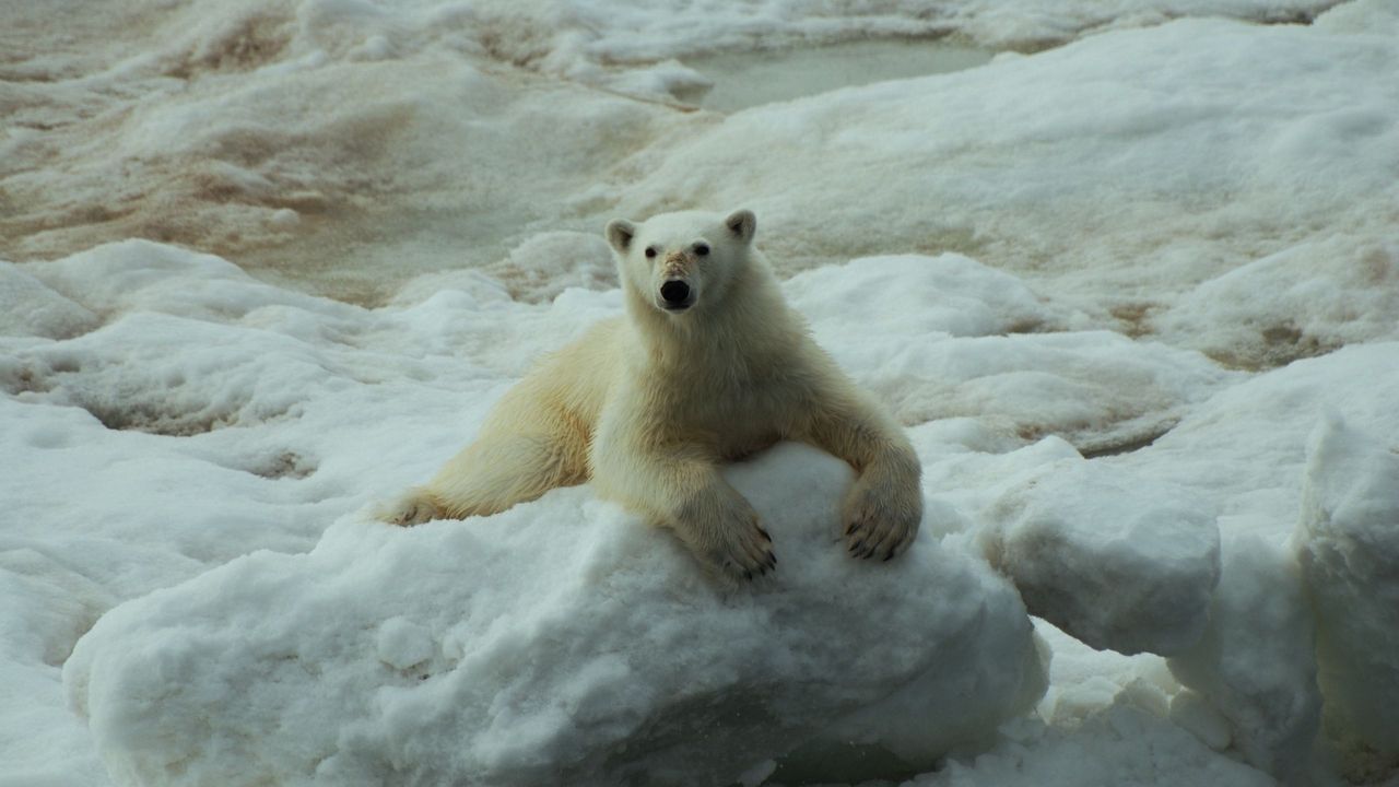 Wallpaper polar bear, snow, sit