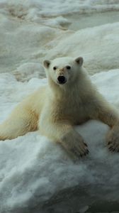 Preview wallpaper polar bear, snow, sit