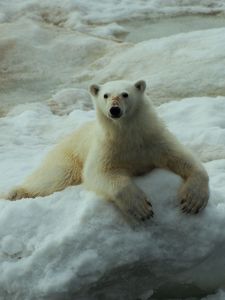 Preview wallpaper polar bear, snow, sit