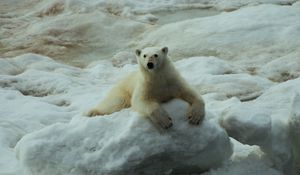 Preview wallpaper polar bear, snow, sit