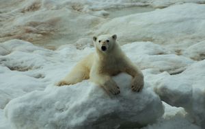 Preview wallpaper polar bear, snow, sit