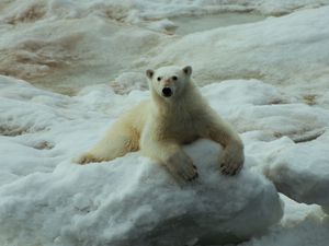 Preview wallpaper polar bear, snow, sit