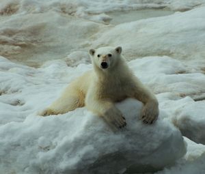 Preview wallpaper polar bear, snow, sit