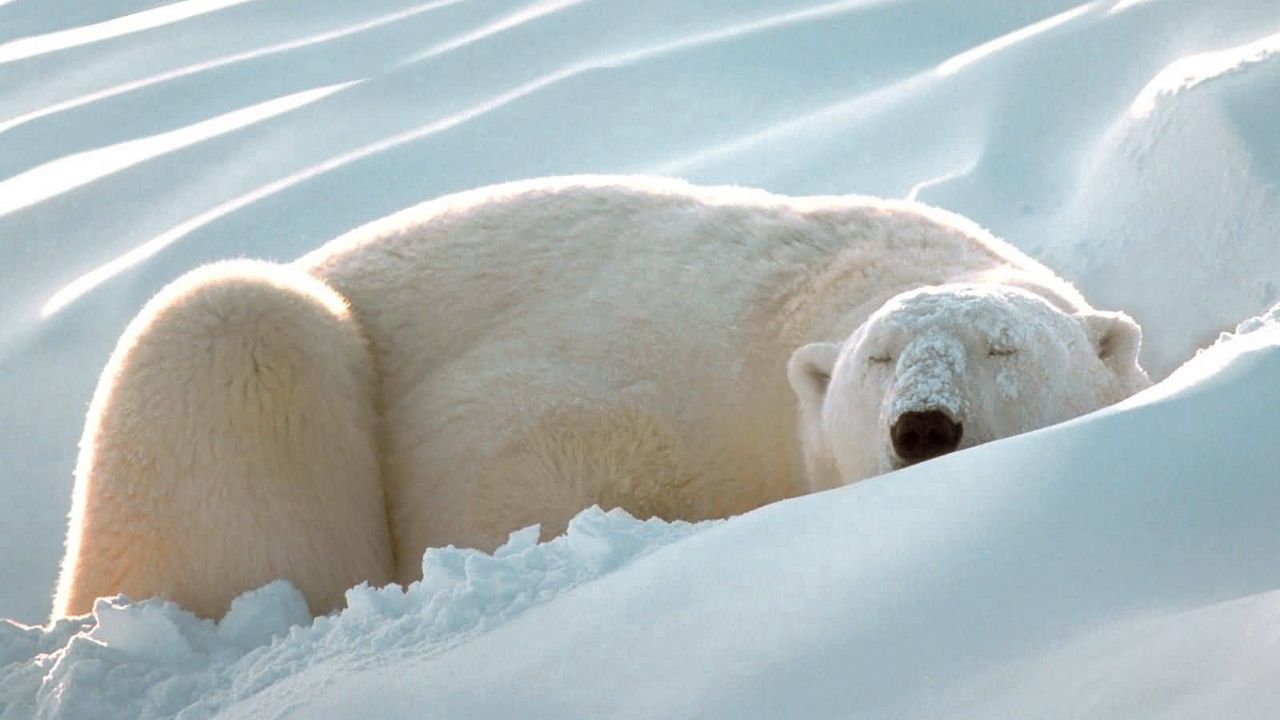 Wallpaper polar bear, snow, sleep, thick