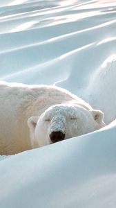 Preview wallpaper polar bear, snow, sleep, thick