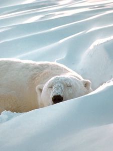 Preview wallpaper polar bear, snow, sleep, thick