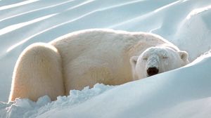 Preview wallpaper polar bear, snow, sleep, thick