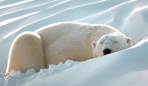 Preview wallpaper polar bear, snow, sleep, thick