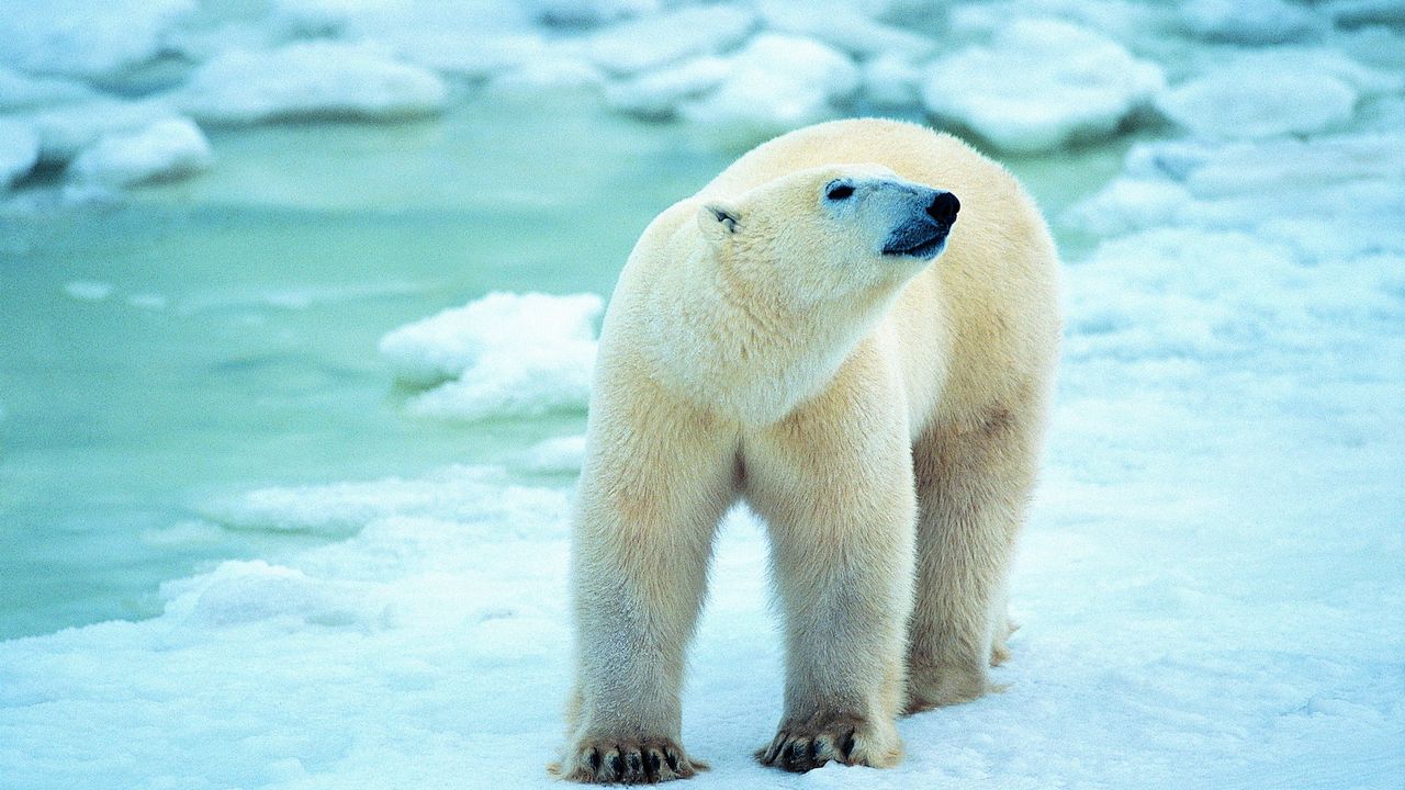 Wallpaper polar bear, snow, walk, antarctica