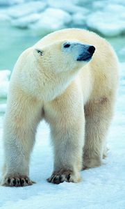 Preview wallpaper polar bear, snow, walk, antarctica